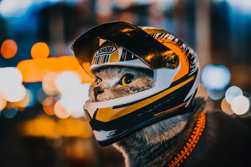 Ich glaubs ja nicht: Motorradhelm für Katzen