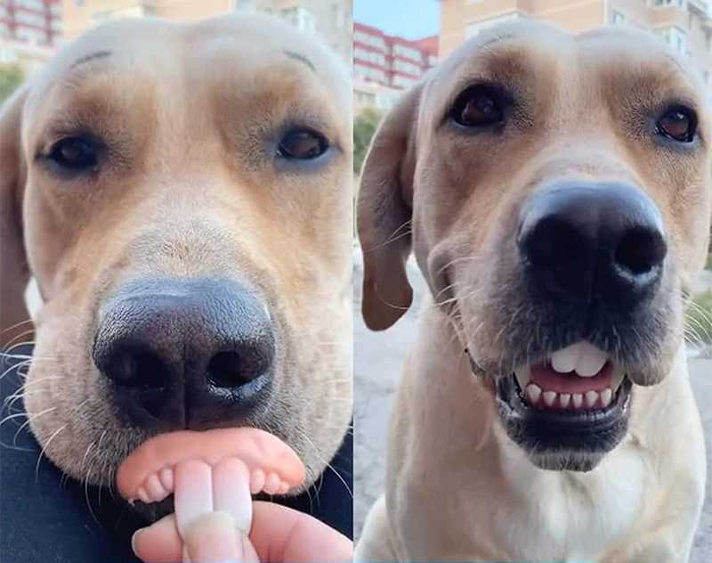 Hund: Ich bin Cäsar, der lustige Hase