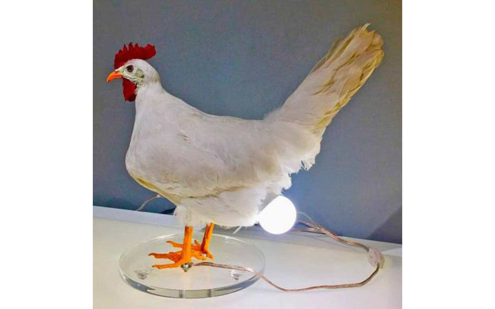 Echtes Huhn leuchtet aus dem…