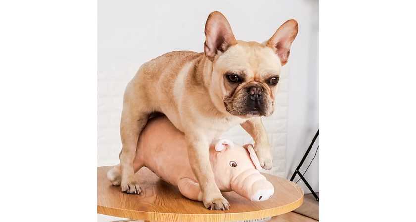 Das Rammelschwein – Damit Fiffi glücklich ist