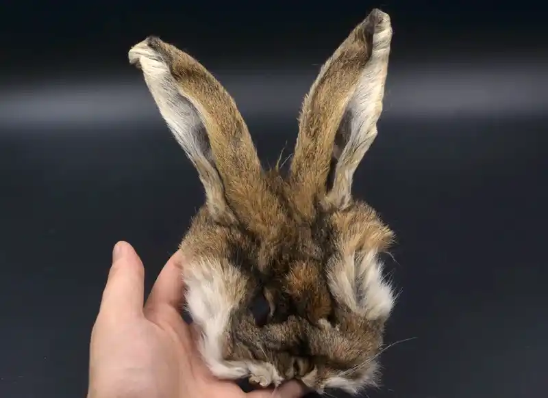 Der Bär des Grauens