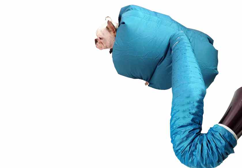 Bauchtanz für Hunde